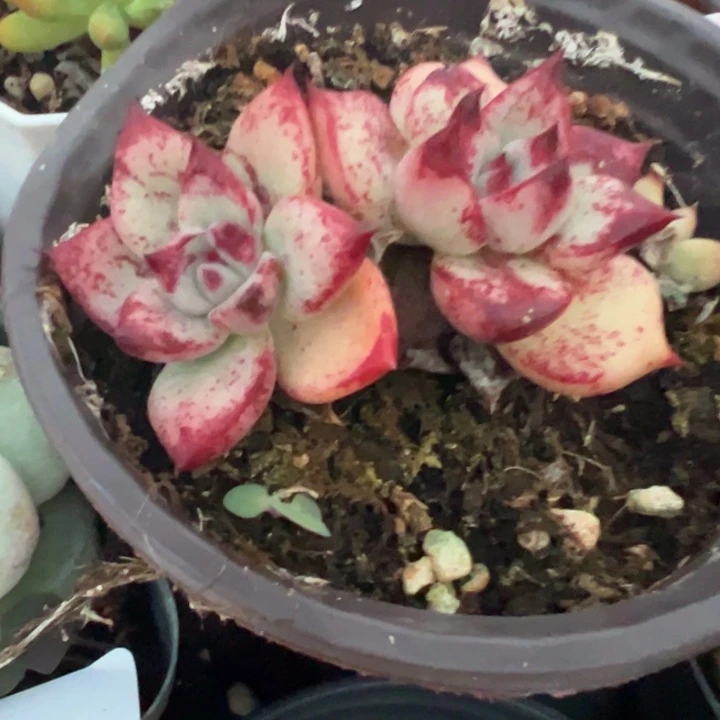 雪斑少见多肉124多肉植物