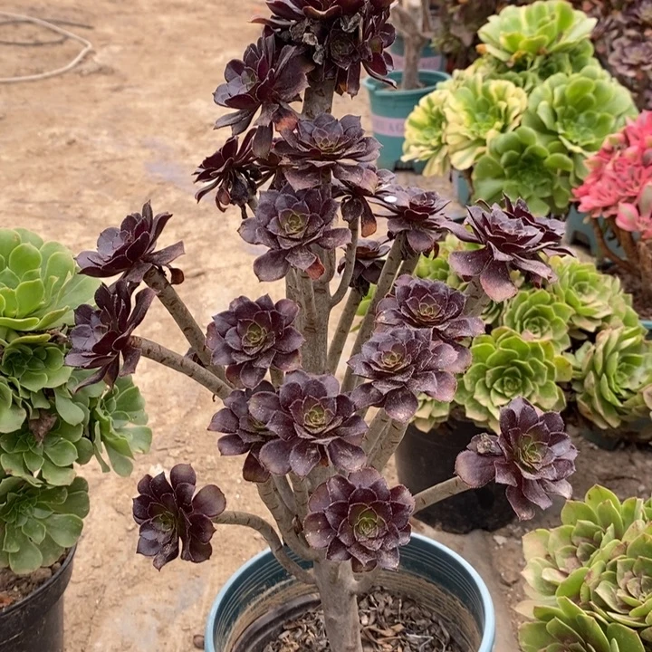 黑豆多肉植物25。