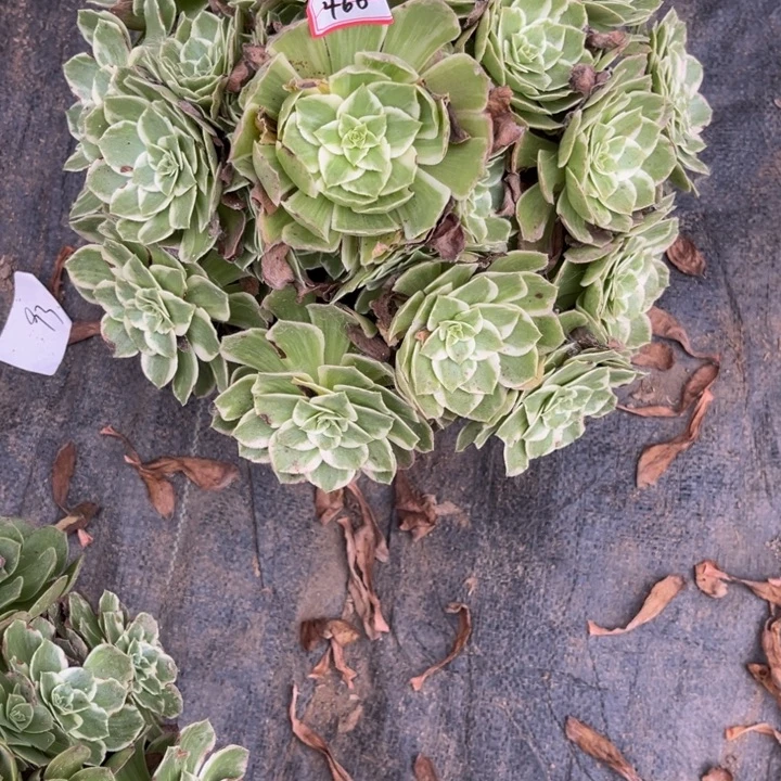 新***雅460海王多肉植物法师