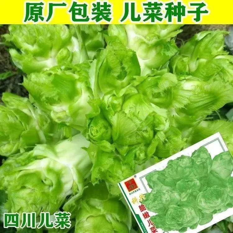 拍1包送2包儿菜种子500粒