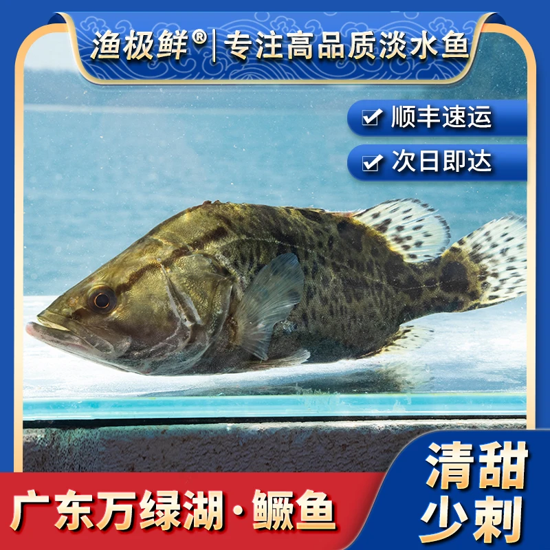 【渔极鲜】万绿湖鳜鱼-桂花鱼无刺宴请新鲜活发顺丰包邮