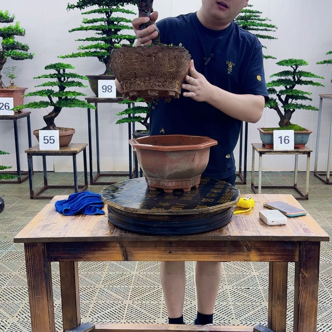 无花朵红芽罗汉松造型盆景