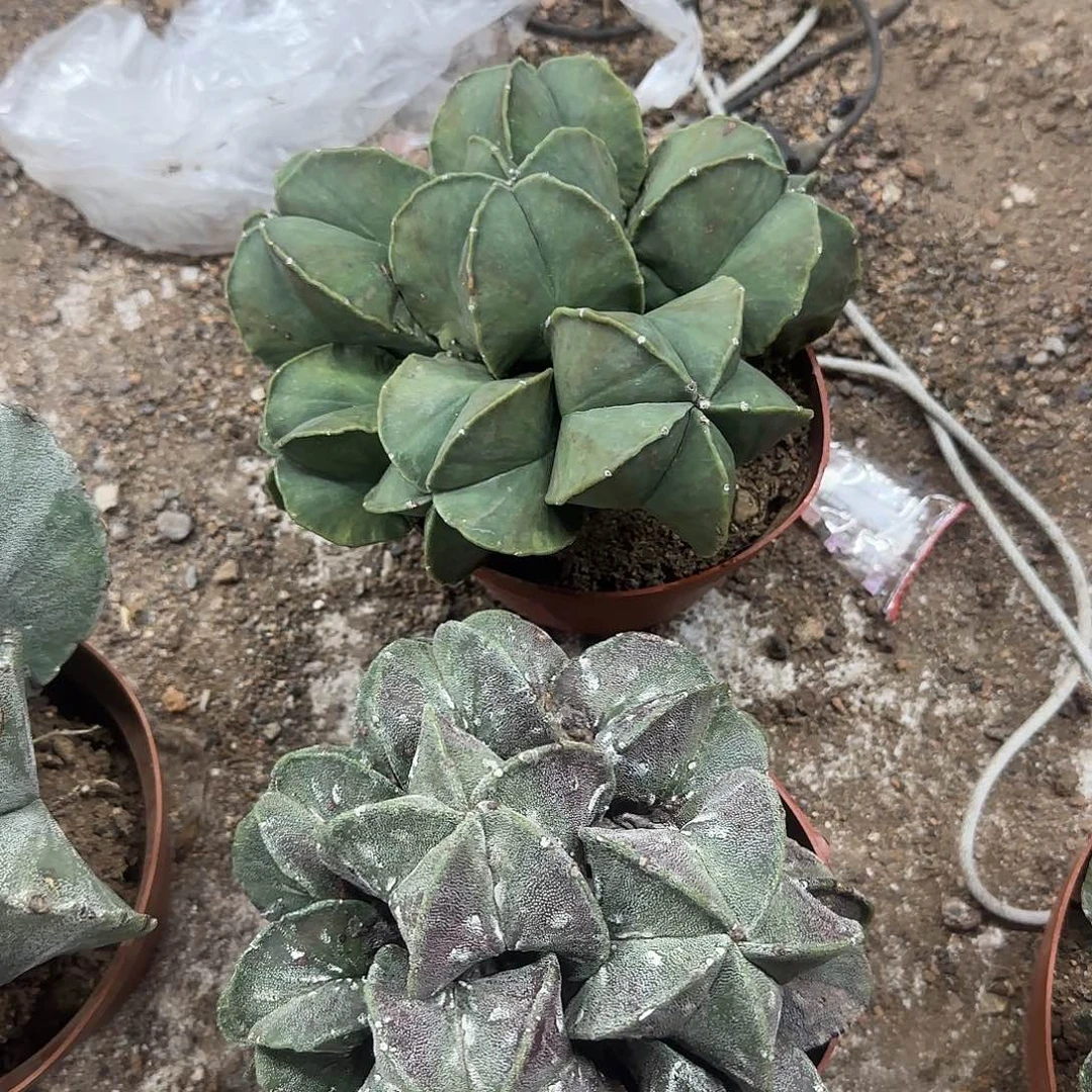 花花花花花花花花花花花花