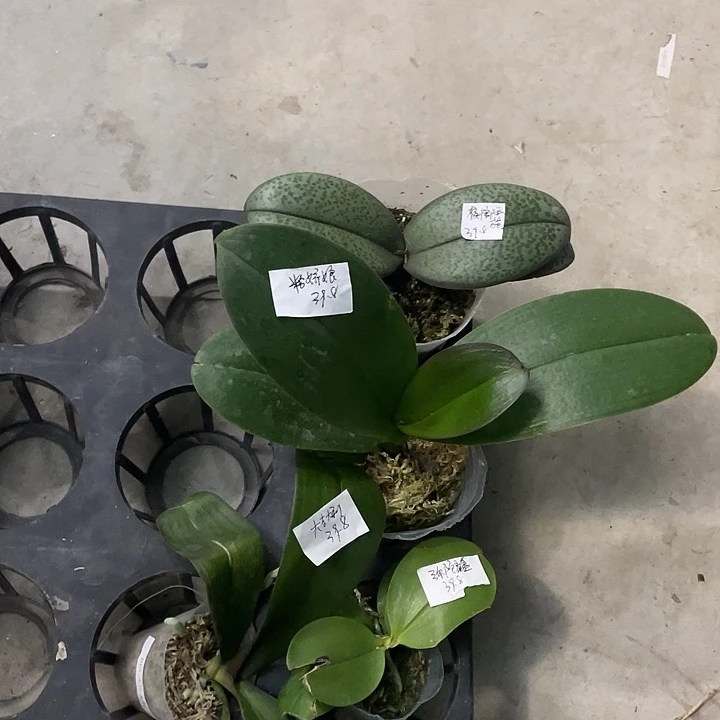 完全开放拯救槟榔西施➕粉娇娘➕弥陀盲盒➕大吉大利4