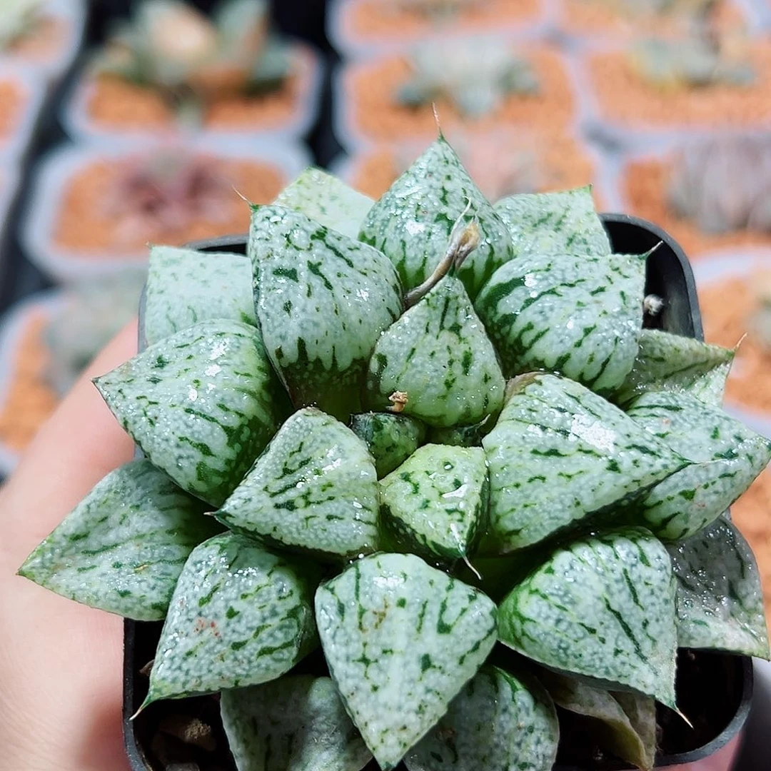 十二卷多肉潘多拉