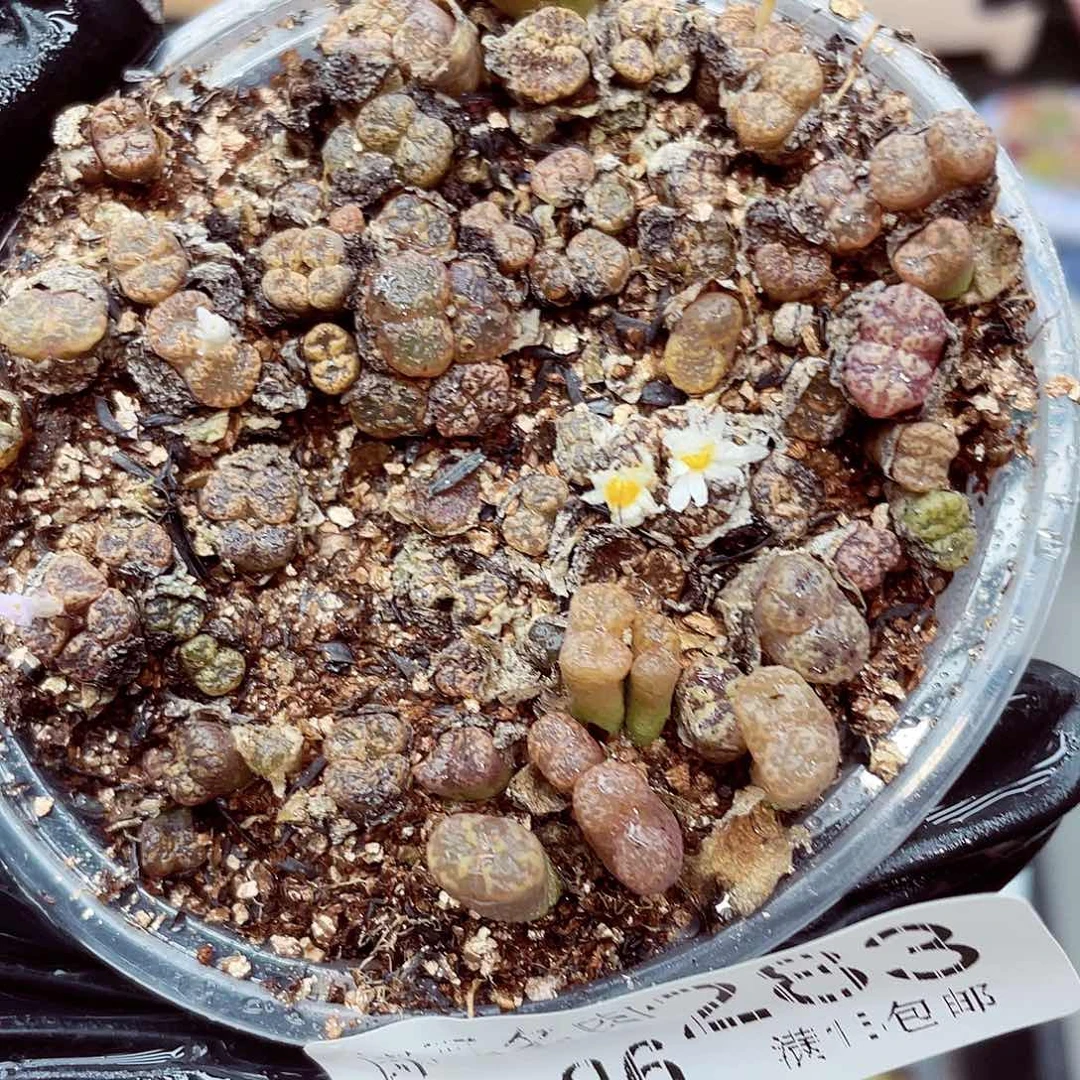 生石花满18包邮0926-283