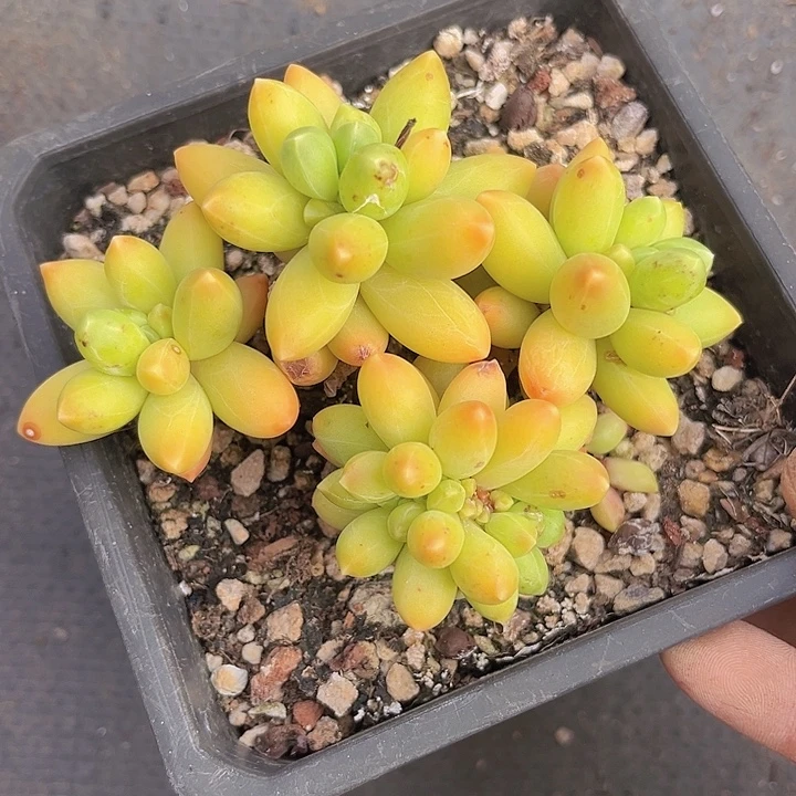 千代田25223多肉植物