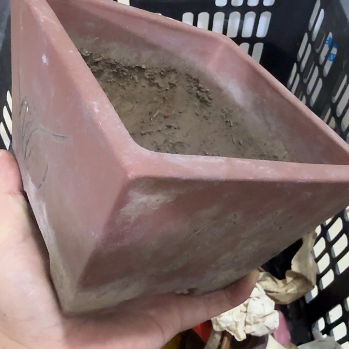 好***树扇子故呼呼呼呼呼呼呼呼