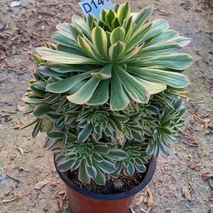 碧玉多肉植物141