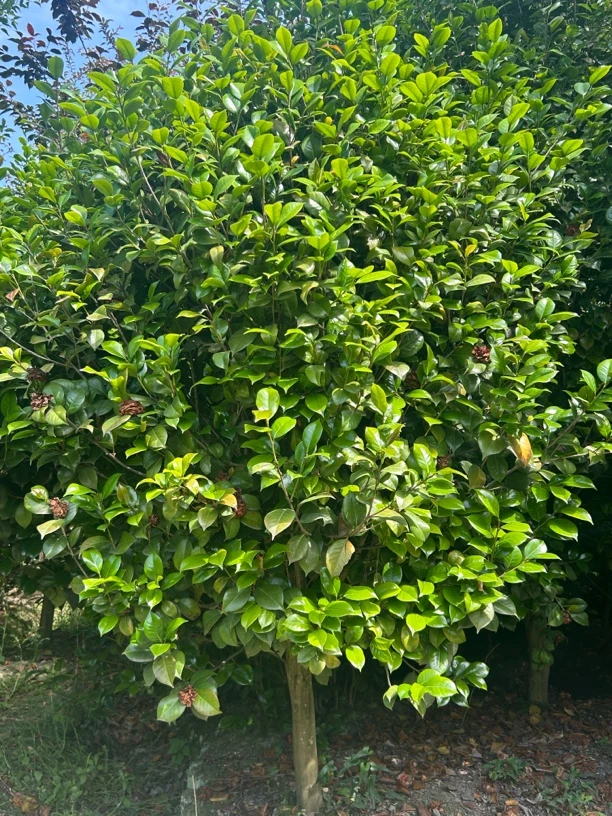 庭院大型茶花树苗盆栽室内外绿植耐寒大红山茶花卉四季常青
