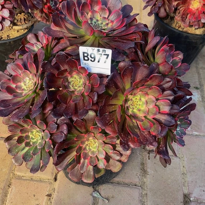 水***青多肉法师黑金刚977