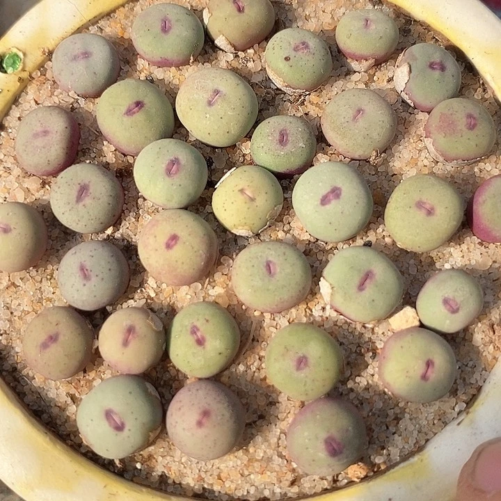 单头1380b小红嘴一组两颗