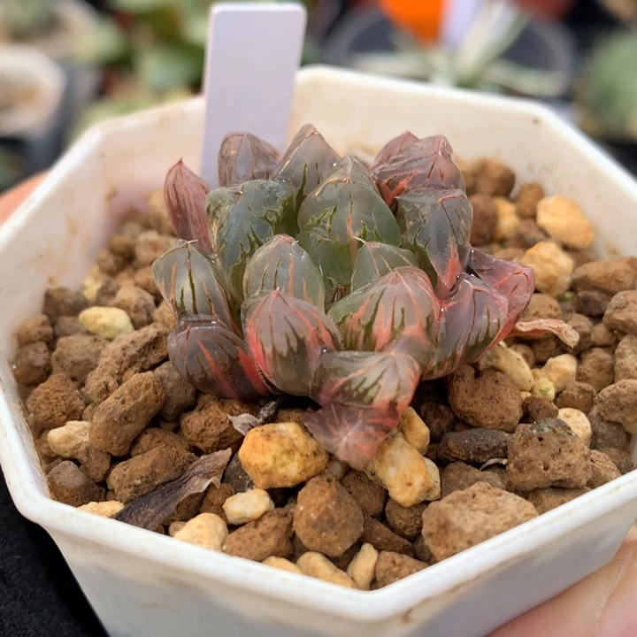 老川玉露锦，带盆发货