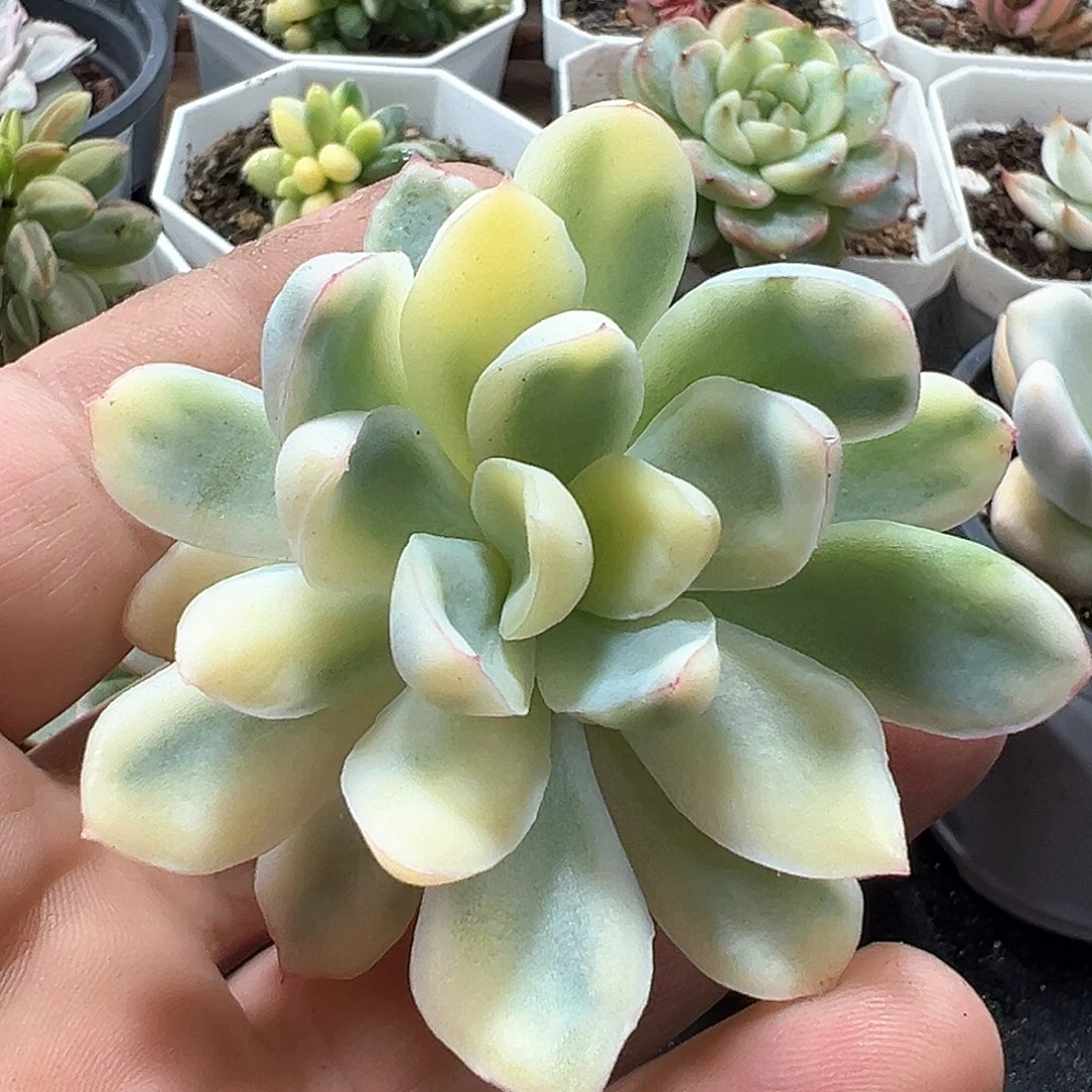 草莓冰锦 小方花圃一物一拍