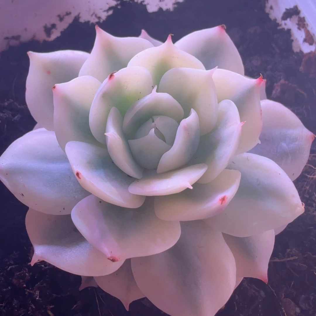 巴黎白锦 多肉植物