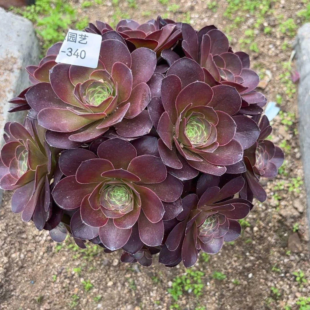 魅金玫瑰多肉植物340