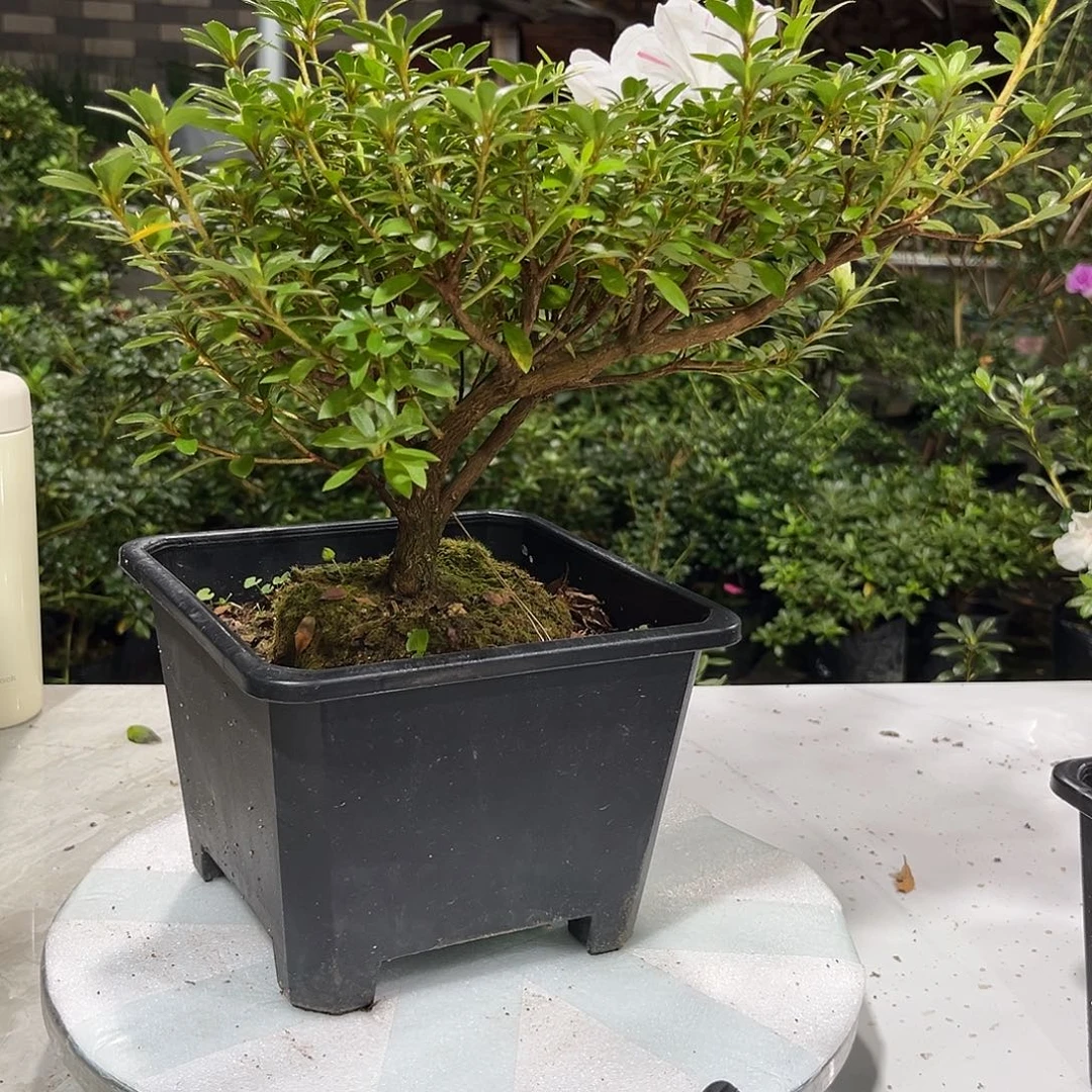 皋月杜鹃明美之月