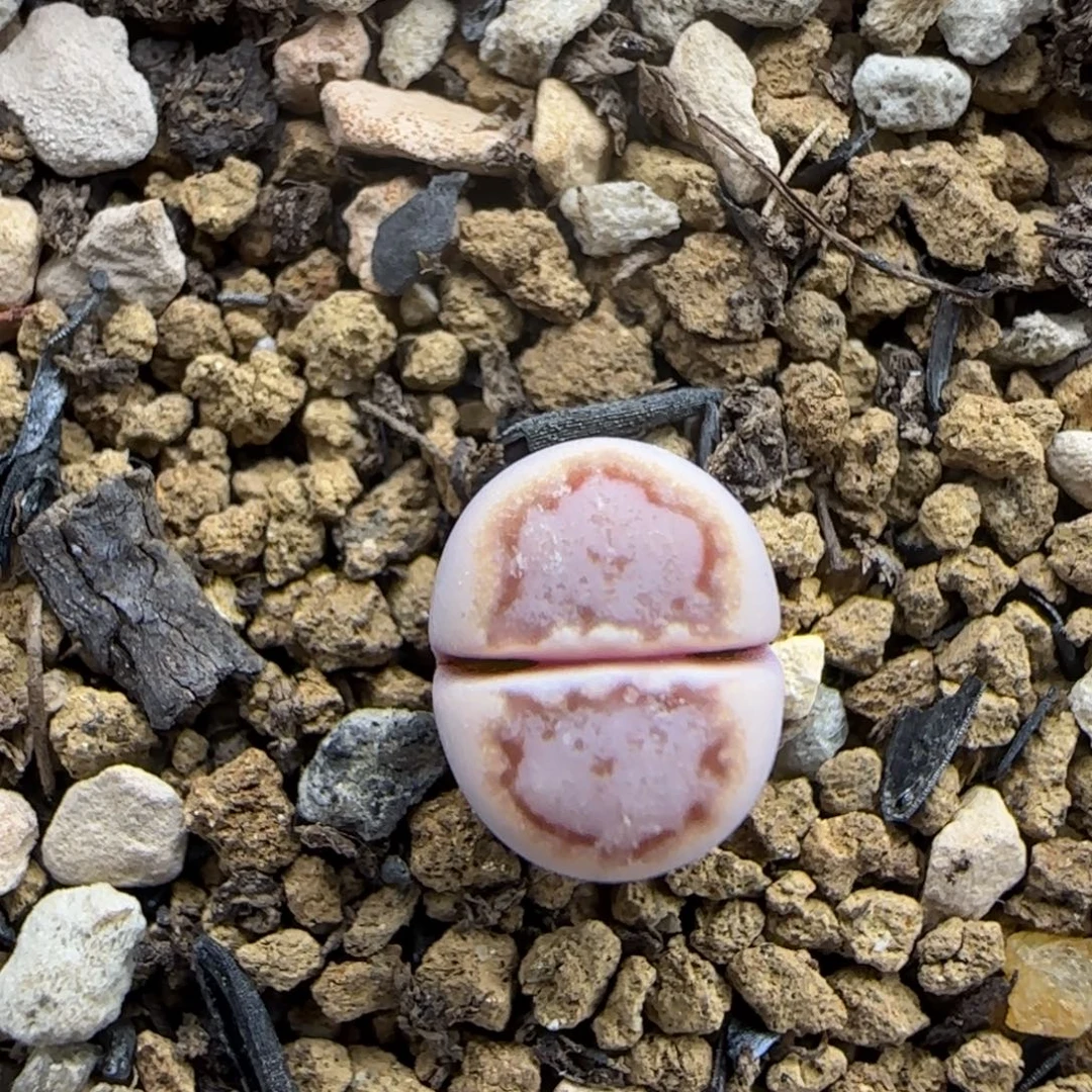959二蜕小个子饼干323