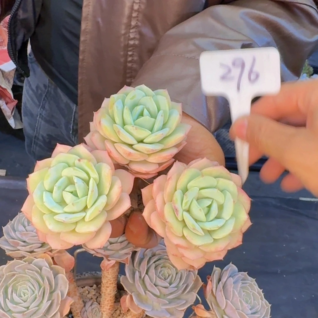 *****多肉植物的生长发育