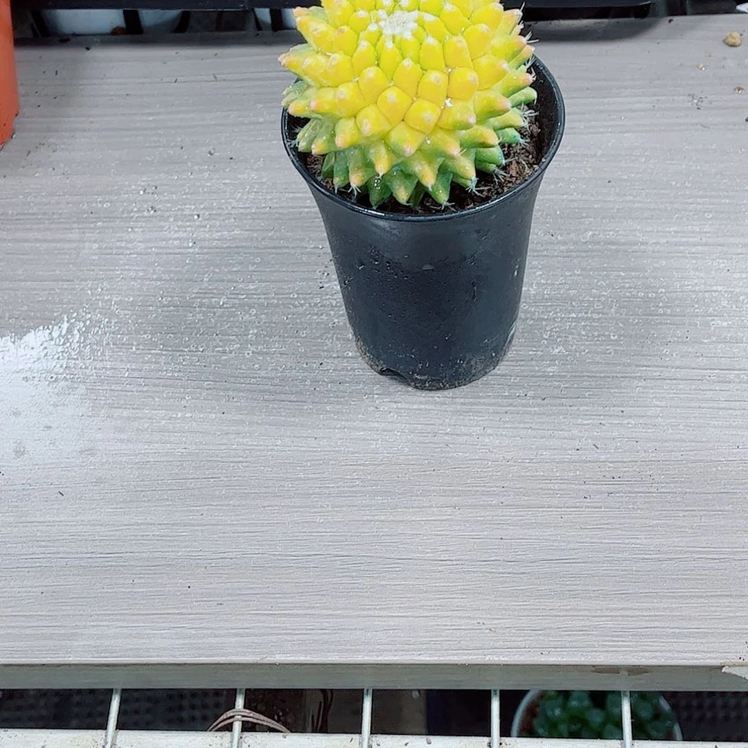 菠萝球玉露一勿一拍