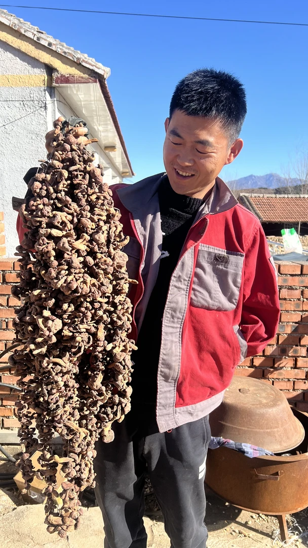 承德特产肉蘑，红蘑干货自然晾晒中小丁