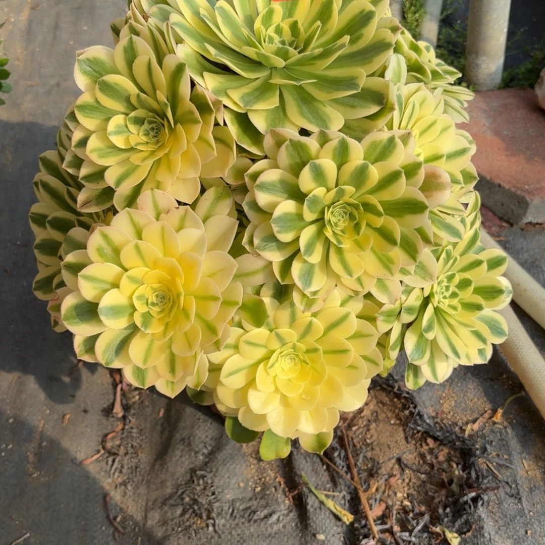 10希尼亚多肉植物绿植