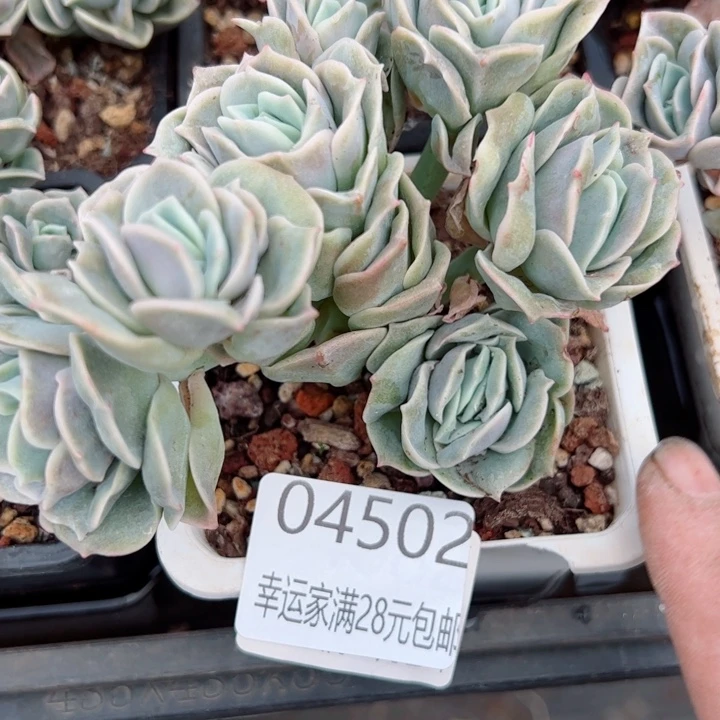 幸运的是我的朋友们