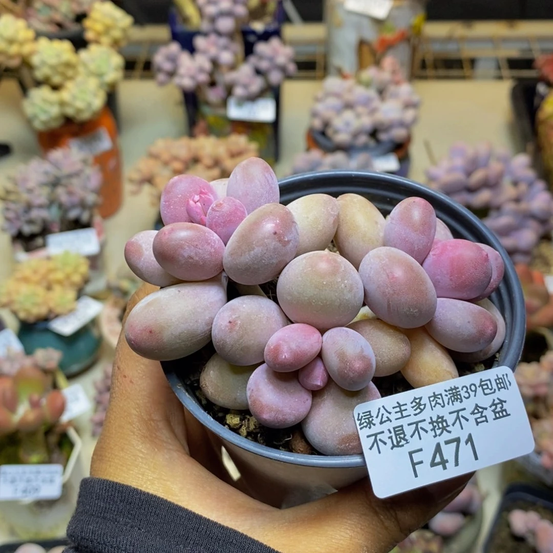 471蛋黄奶多肉8c m