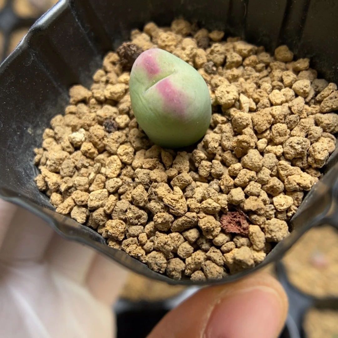 多肉植物肉锥杂交K-3536 将桃下播