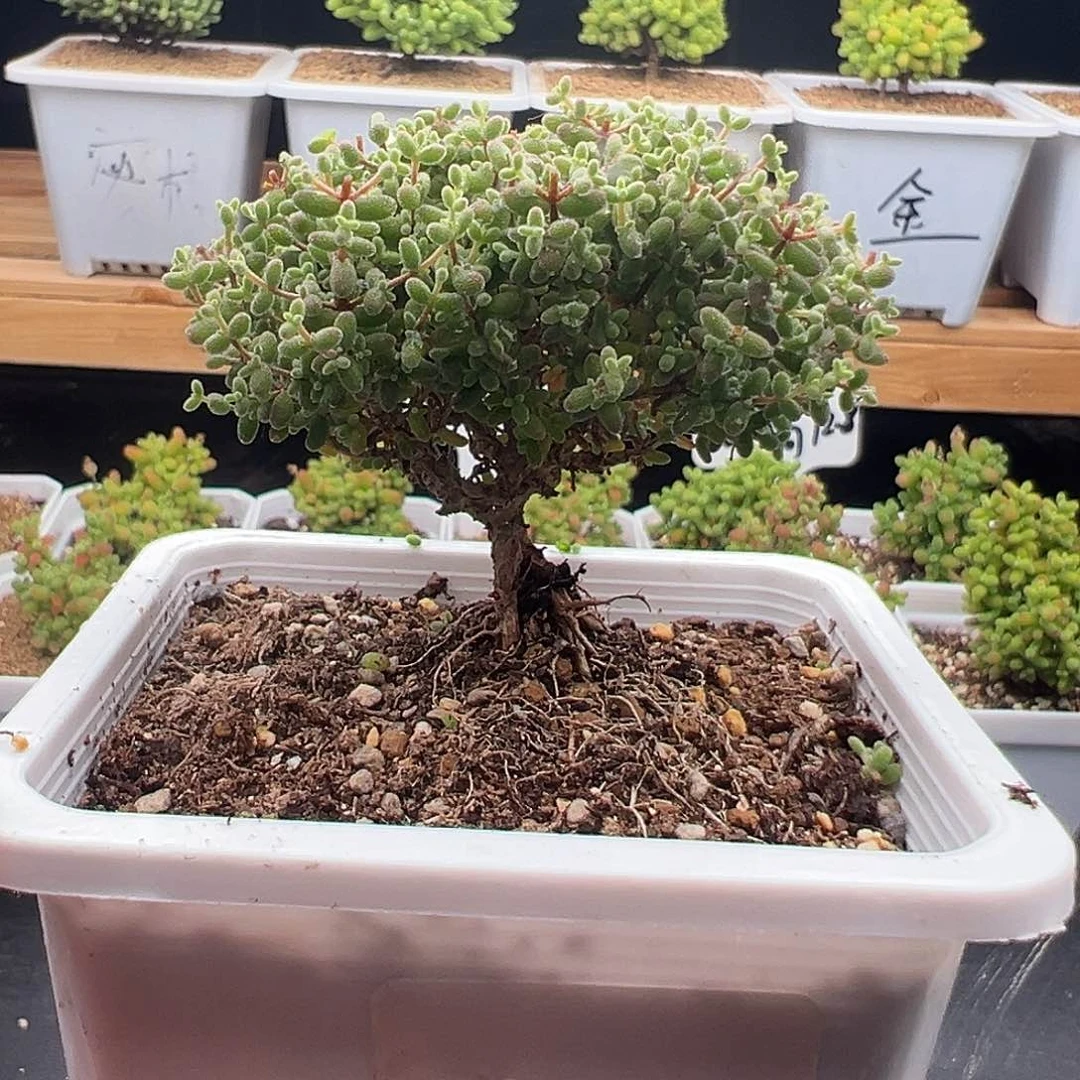 5号小小米5.13多肉