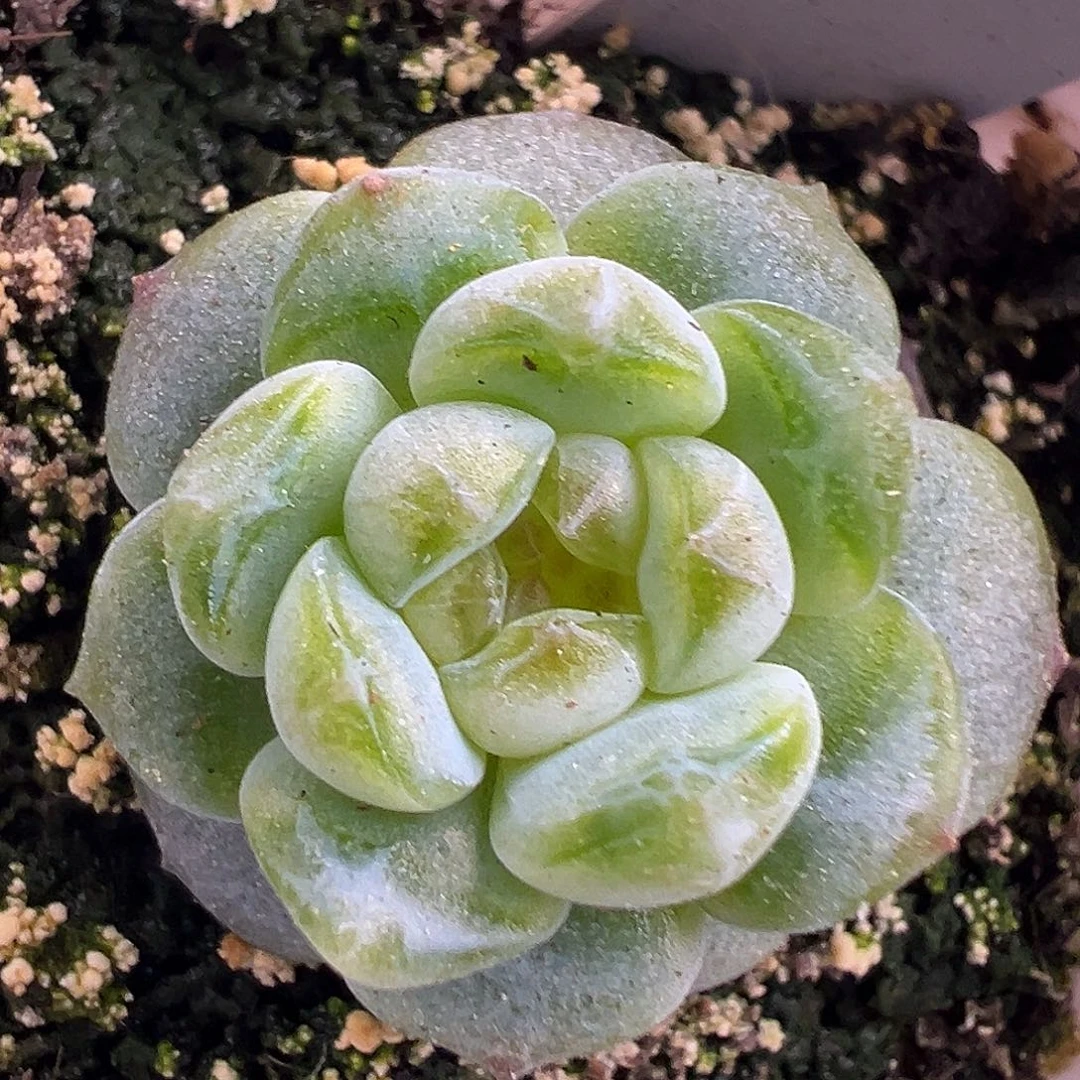 风花雪月清。