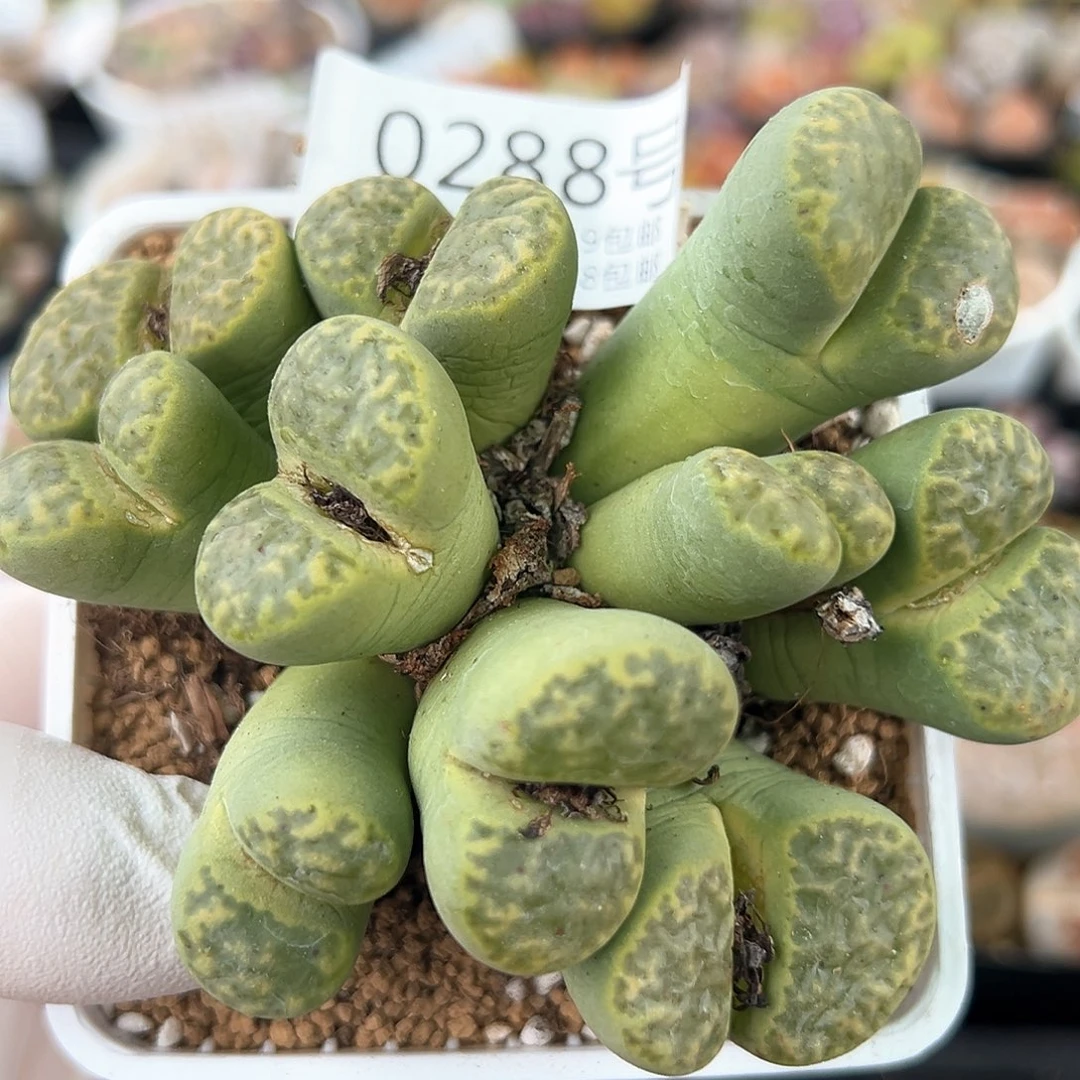 好养易活生石花大母本0288