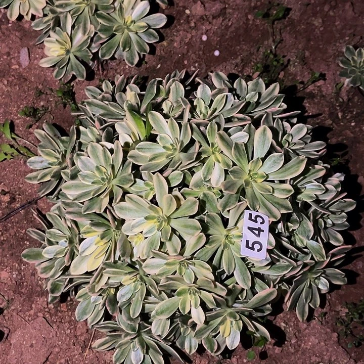 545甜茶多肉植物处理不售后