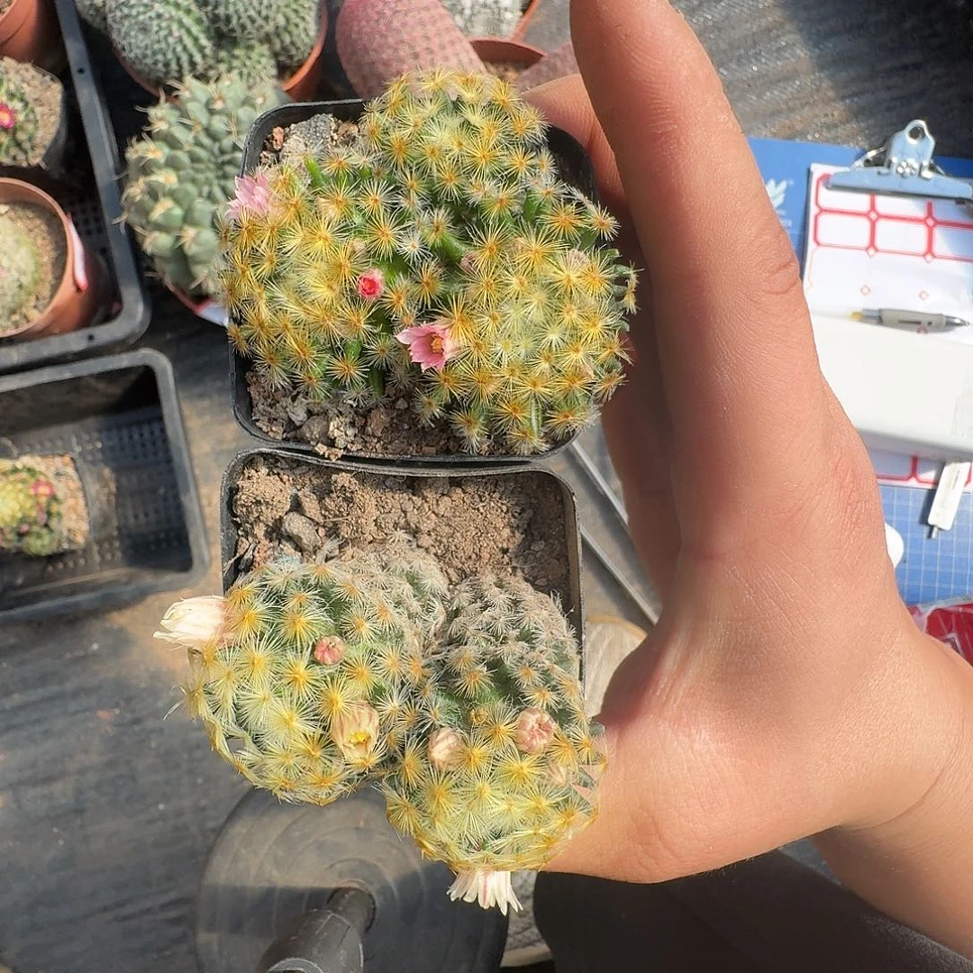 明星      多头两颗