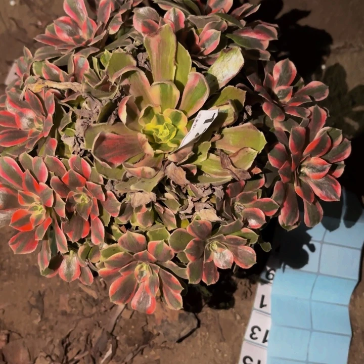 173女妖多肉植物不售后