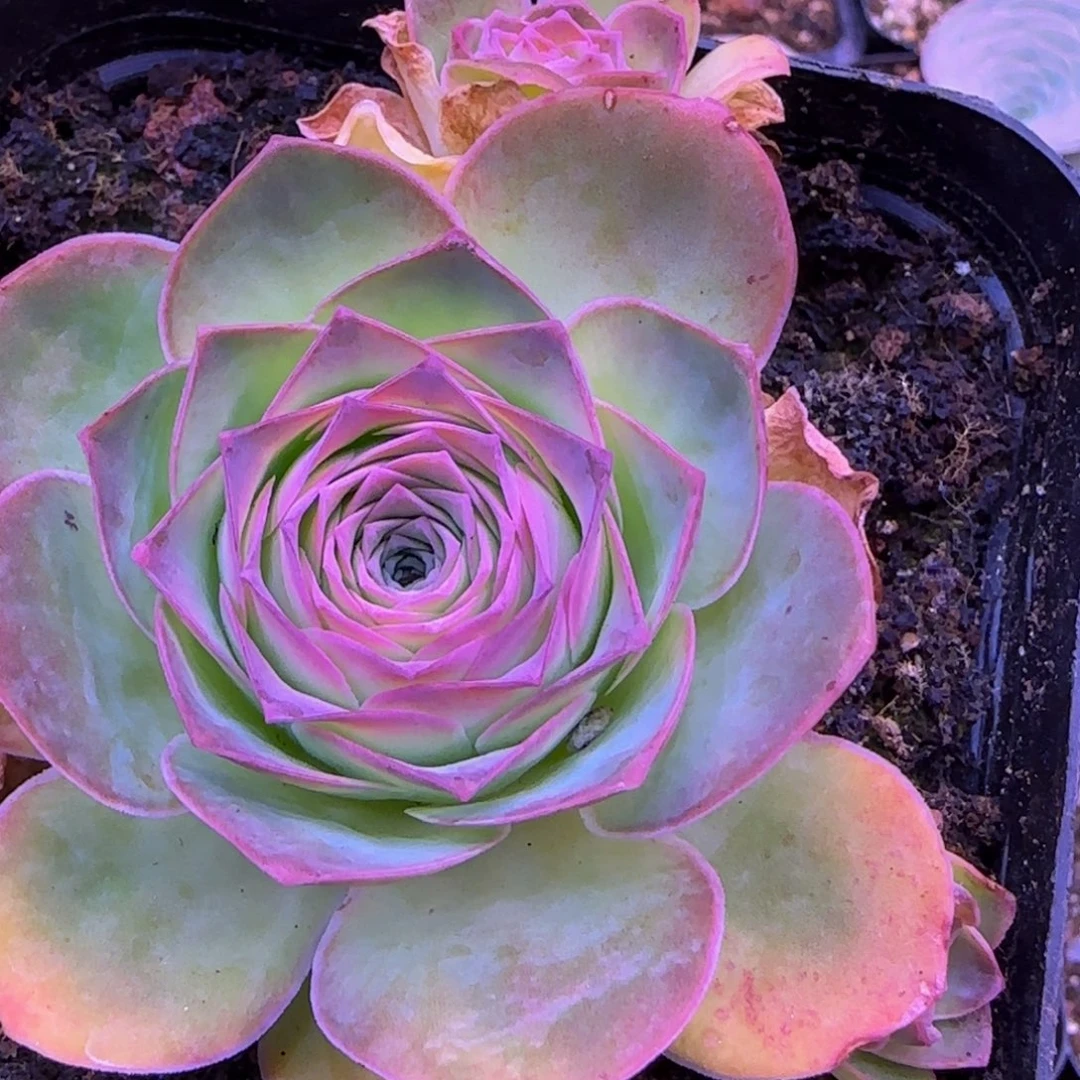 福利2545566856856655685699555556