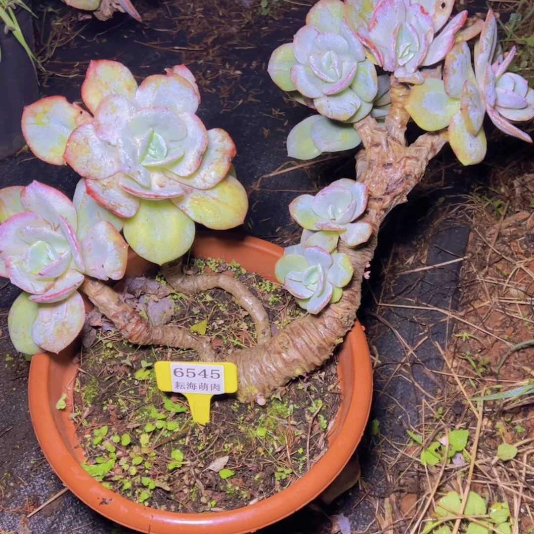 小***姨白凤6545多肉植物