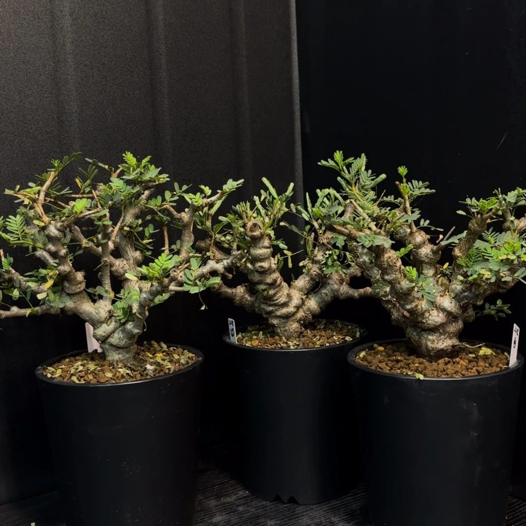 沙漠苏木带盆土任挑