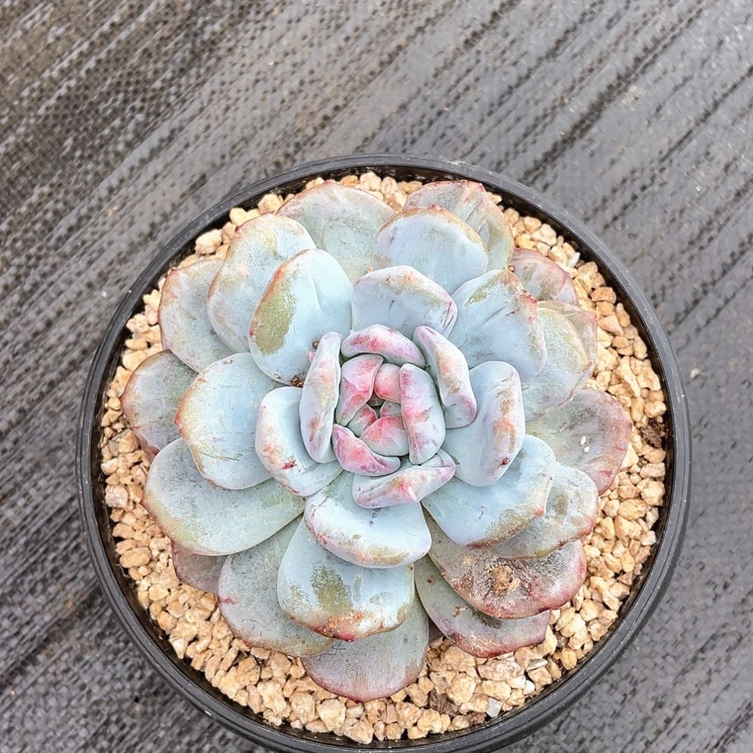星影石化多肉植物多肉植物