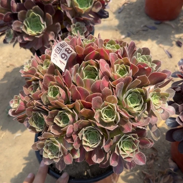 女巫中班……多肉植物……