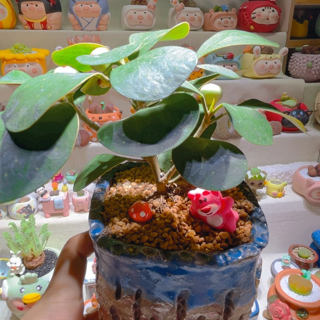 149菩提树带盆带土手工盆ro mo