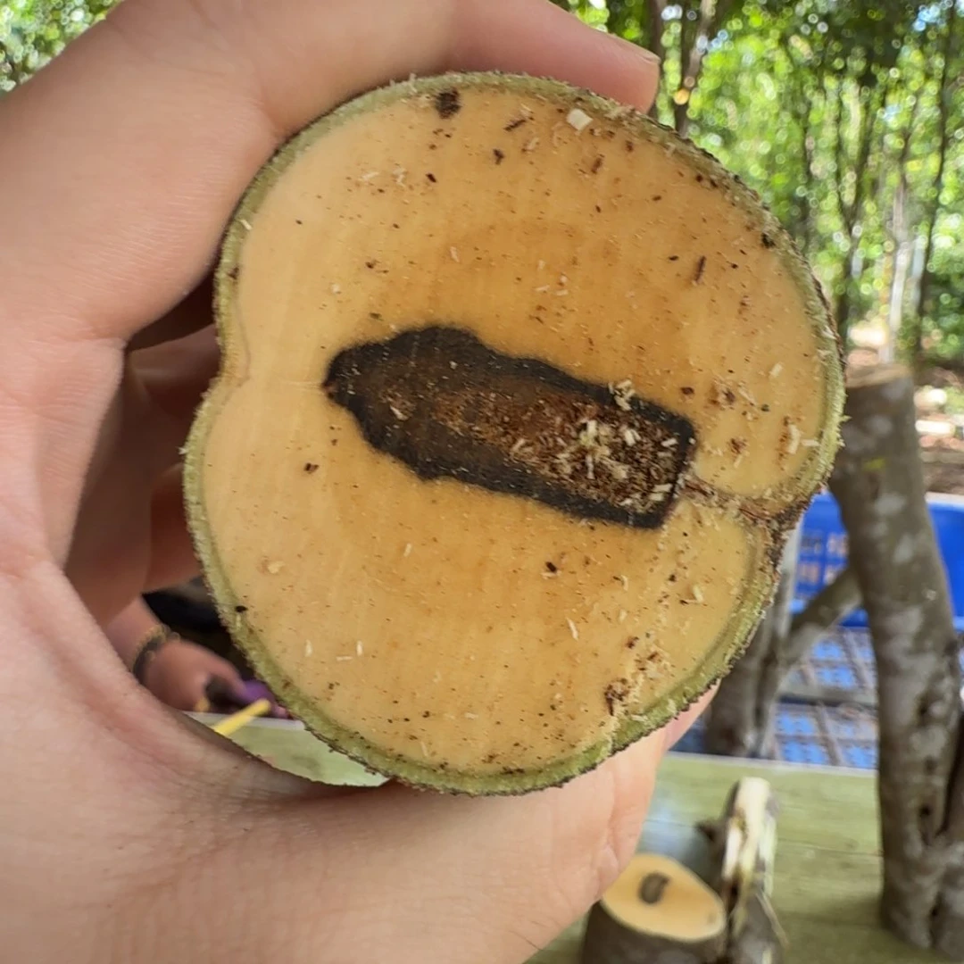 线香奇楠沉香原木