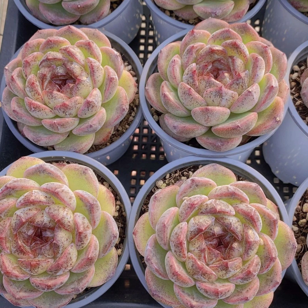 4-24-母本天蝎座单头一个