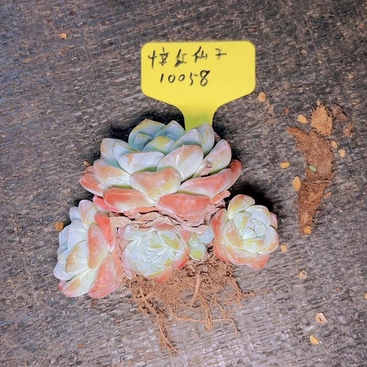 味*冰玉一物一拍10058