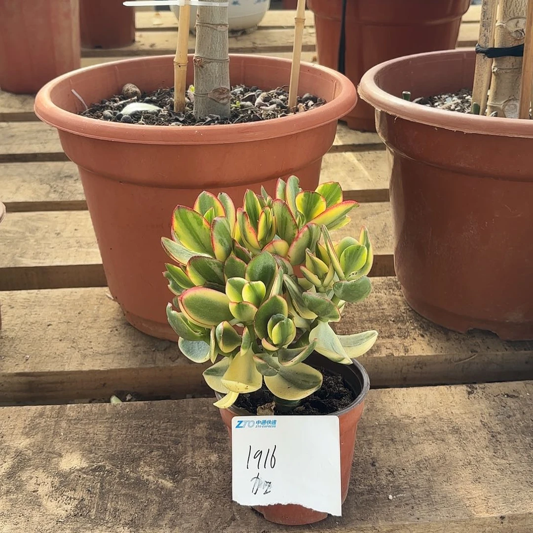 1916落日之艳带盆土发