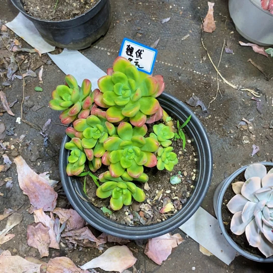 狸***优一物一拍一物拍一物一