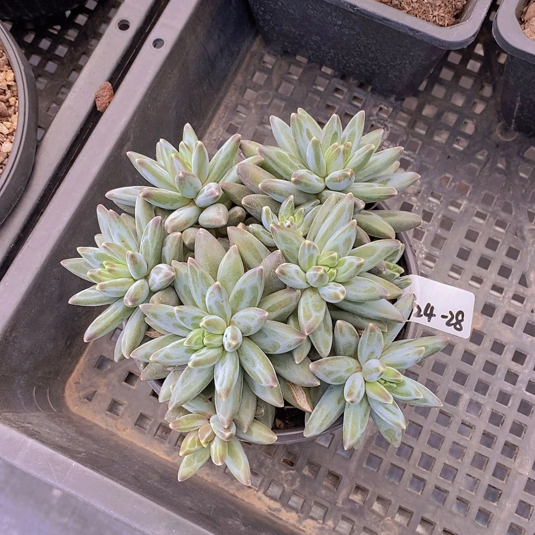 0924-28-暗纹伊卡鲁斯捧花群福利一颗一物一拍