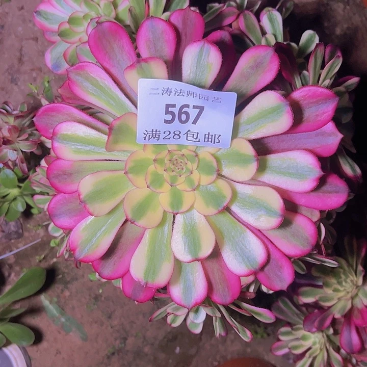 图*567舞天姬多肉老桩