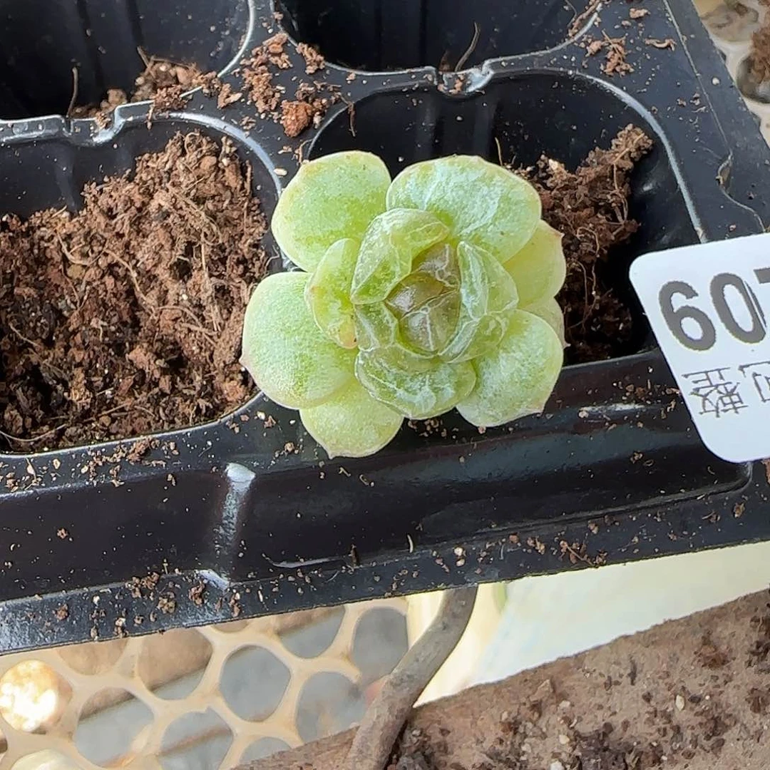 小卡拉米糖心一物一拍27-209