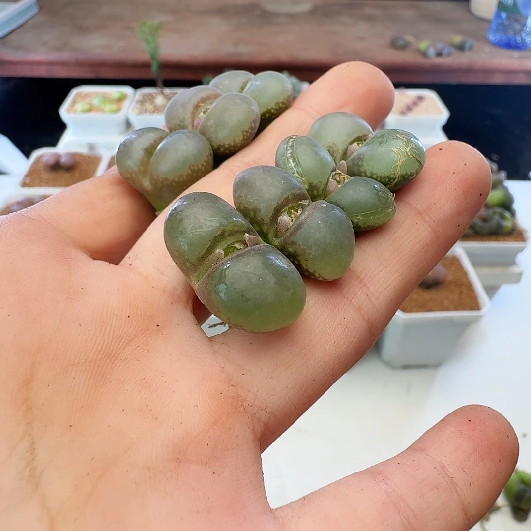 福利瑕疵风铃介意慎拍334